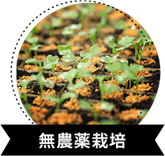 無農薬栽培